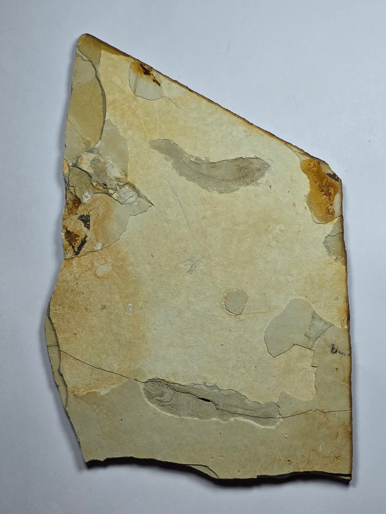 Fish - Fossile dyr - Lycopteria - 21 cm - 12.5 cm (Ingen reservasjonspris) #1.0