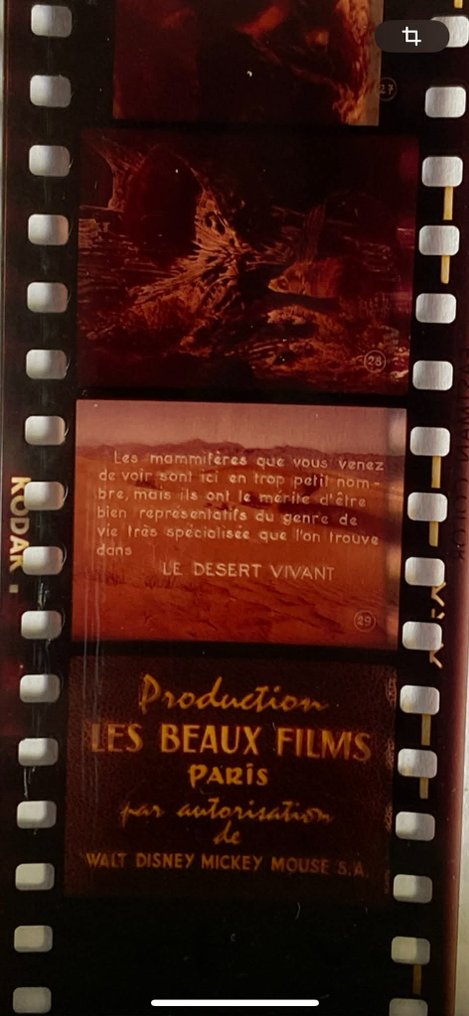 Walt Disney - Desert vivant - 6 Films fixes - 1961 #1.0
