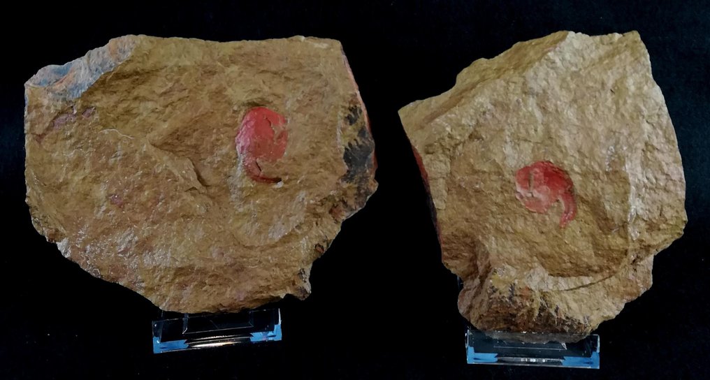 Primärt echinoderm - lösning!!! - Fossiliserat djur - Nimchacystis agterbosi (Dupichaud, C. et al., 2023) - 16.5 cm - 13 cm #2.1