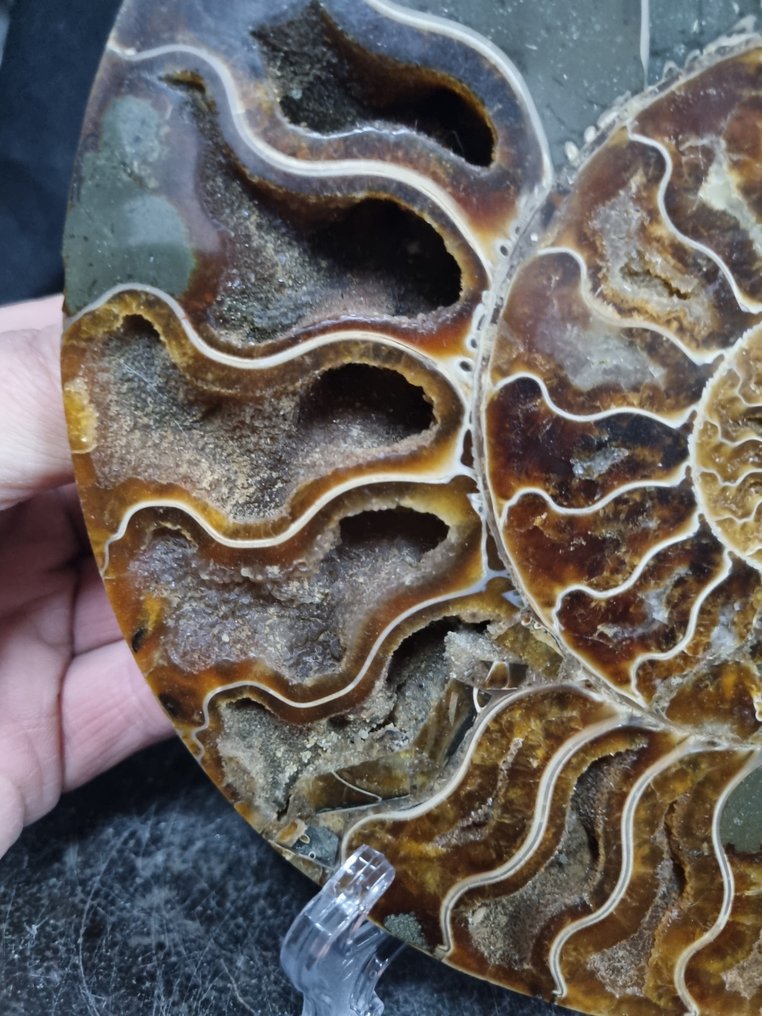 Vacker stor ammonit - Fossiliserat djur - Aioloceras (Cleoniceras) sp - 204 mm - 173 mm (Utan reservationspris) #4.3