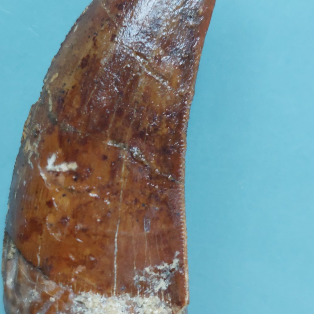 Dinosaurier - Fossiler Zahn - Carcharodontosaurus sp. - 55 mm - 22 mm #3.2