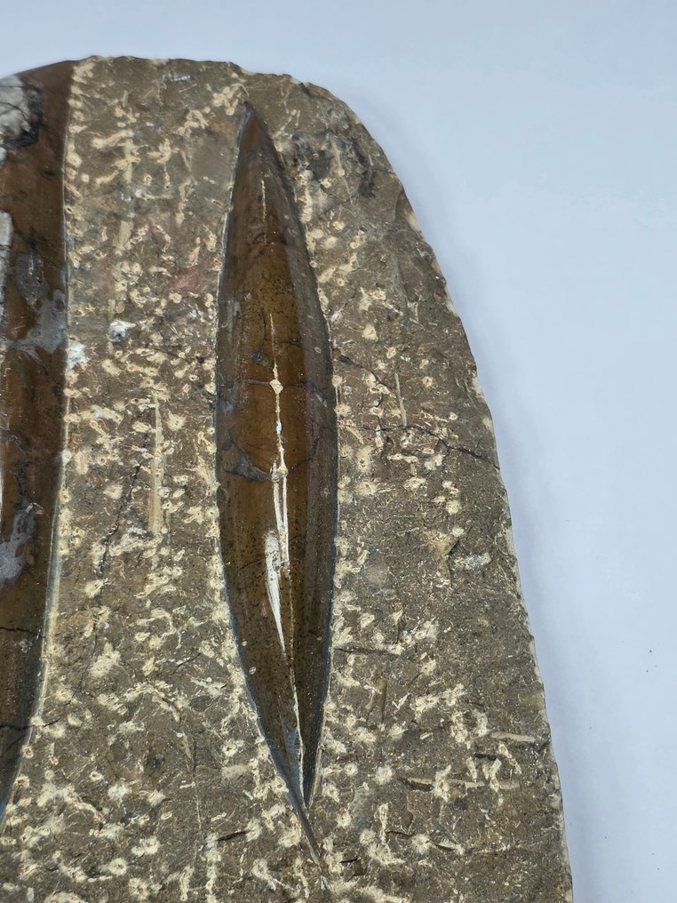 Orthoceras - Fossilised animal - 14.5 cm (No reserve price) #3.2