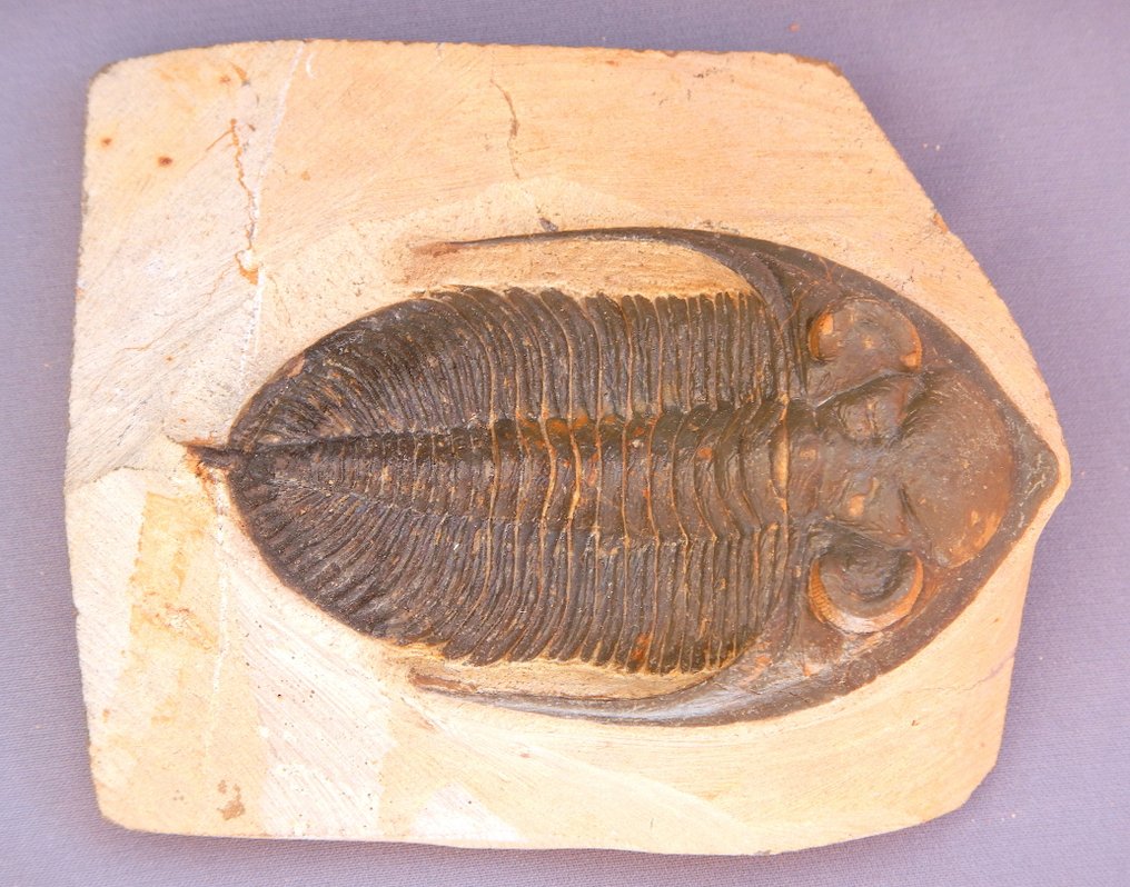 Trilobit - Schelet fosilă - Odontochile (Zlichovaspis rugosa) - 7 cm #1.0