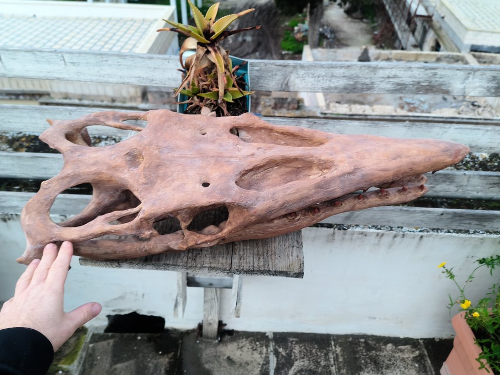 Replica - 头骨化石 - Mosasaurus sp. - 73 cm - 27 cm #2.1