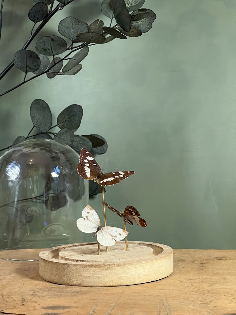 蝴蝶 动物标本剥制全身支架 - Sylvain azuré - Pieris Napi Napi - Petit sylvain doré - 16 cm - 12 cm - 12 cm - 非《濒危物种公约》物种 - 1 #1.0