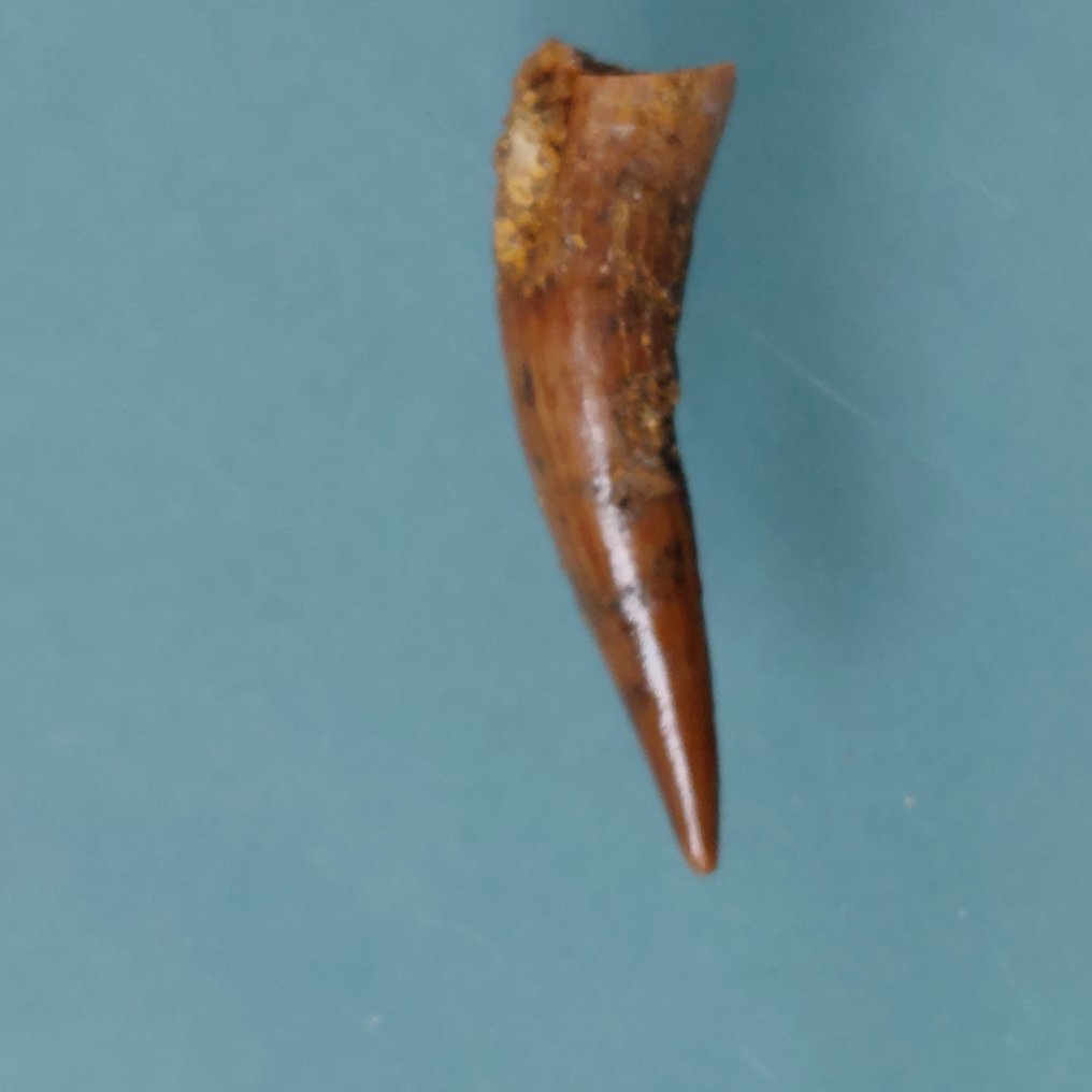 Pterosaur - Fossil tann - 22 mm - 6 mm (Ingen reservasjonspris) #1.0