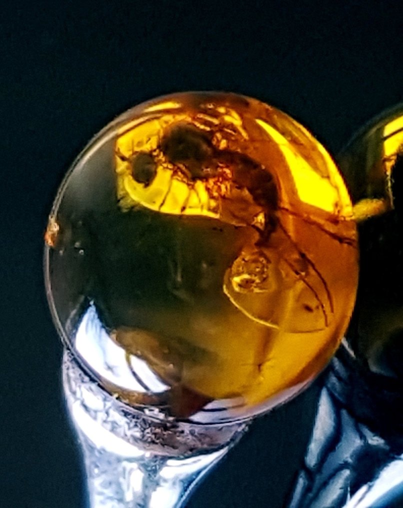 Pandantiv rar din chihlimbăr baltic natural, cu inclusiune de insecte fosile - Frumos, de calitate - Chihlimbar #1.0