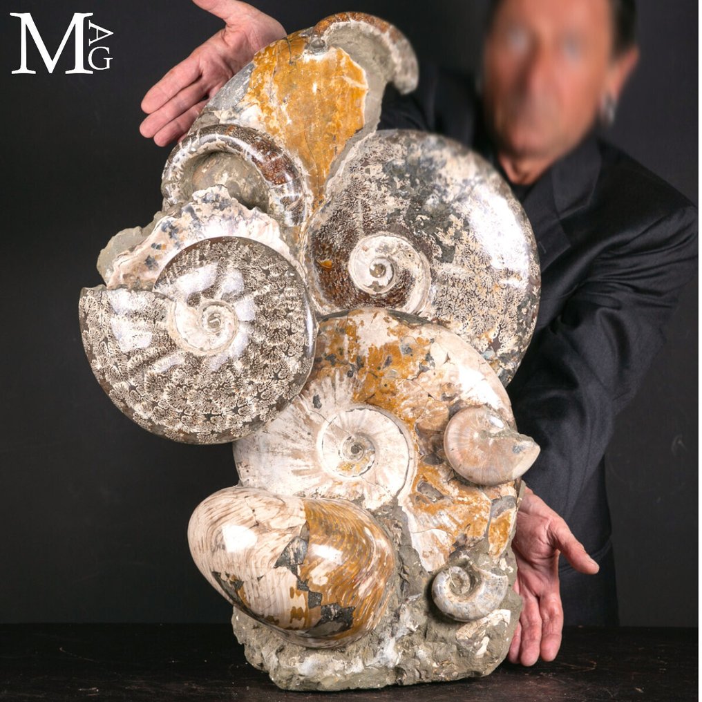 Grande bloco de fóssil com ammonites e um nautiloide – Madagascar - Altura: 635 mm - Largura: 435 mm- 40.2 kg #1.0