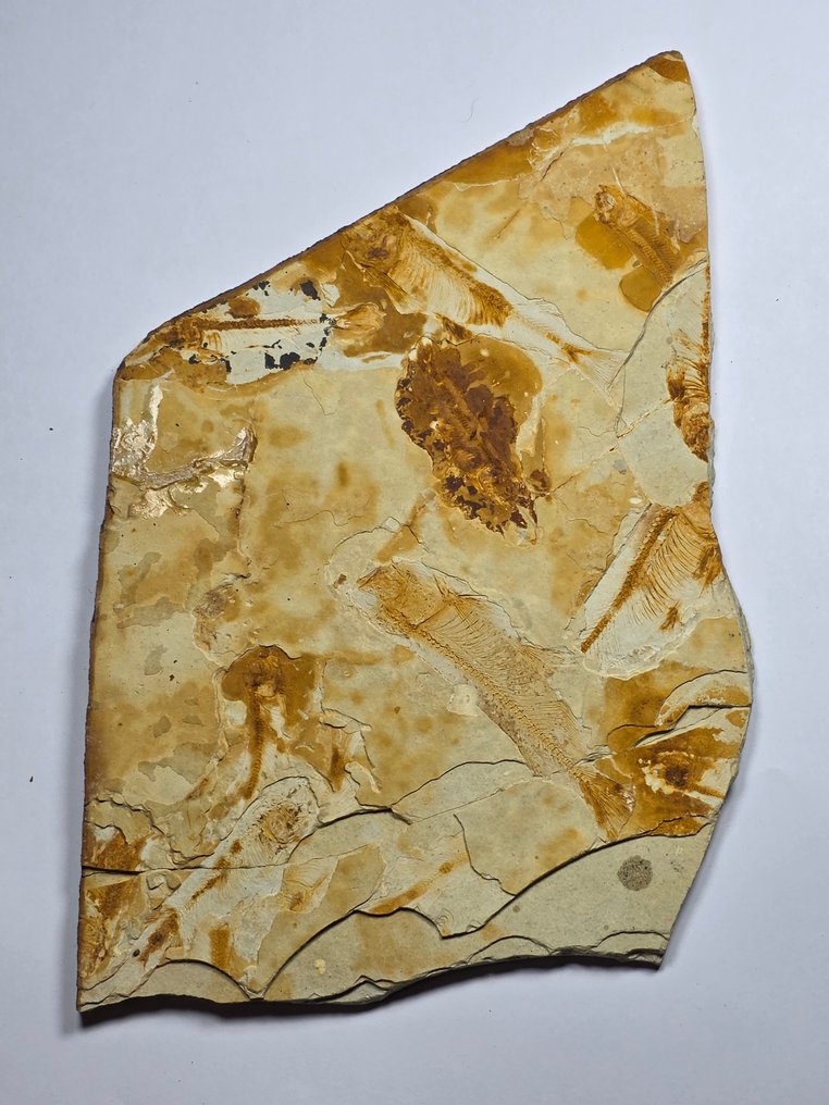 Fish - Fossile dyr - Lycopteria - 21 cm - 12.5 cm (Ingen reservasjonspris) #4.3