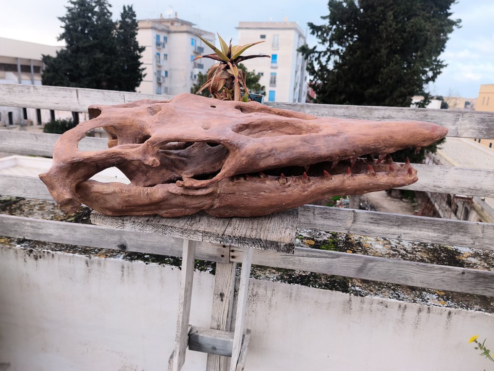 Replica - 头骨化石 - Mosasaurus sp. - 73 cm - 27 cm #1.0