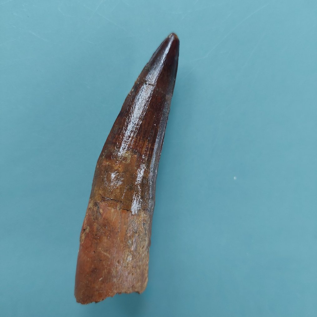 Dinosaur - Fossil tann - Spinosaurus aegyptiacus - 80 mm - 20 mm #3.2