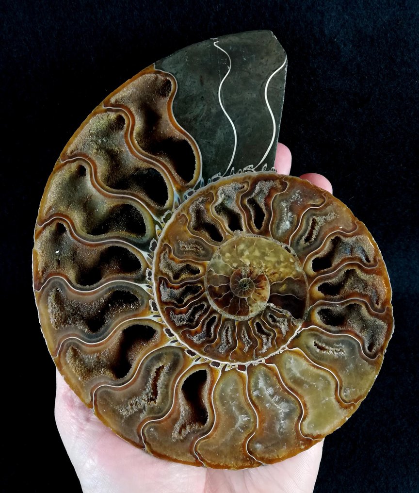 Ammonoid - Fossiliserat djur - Aioloceras (Cleoniceras) besairiei (Collignon 1949) - 17 cm - 14.5 cm #3.2