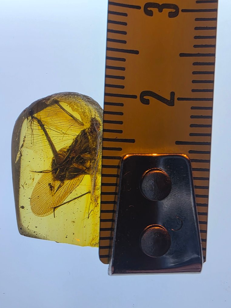 Κεχριμπάρι Βιρμανίας - Κεχριμπάρι (χωρίς τιμή ασφαλείας) #4.3