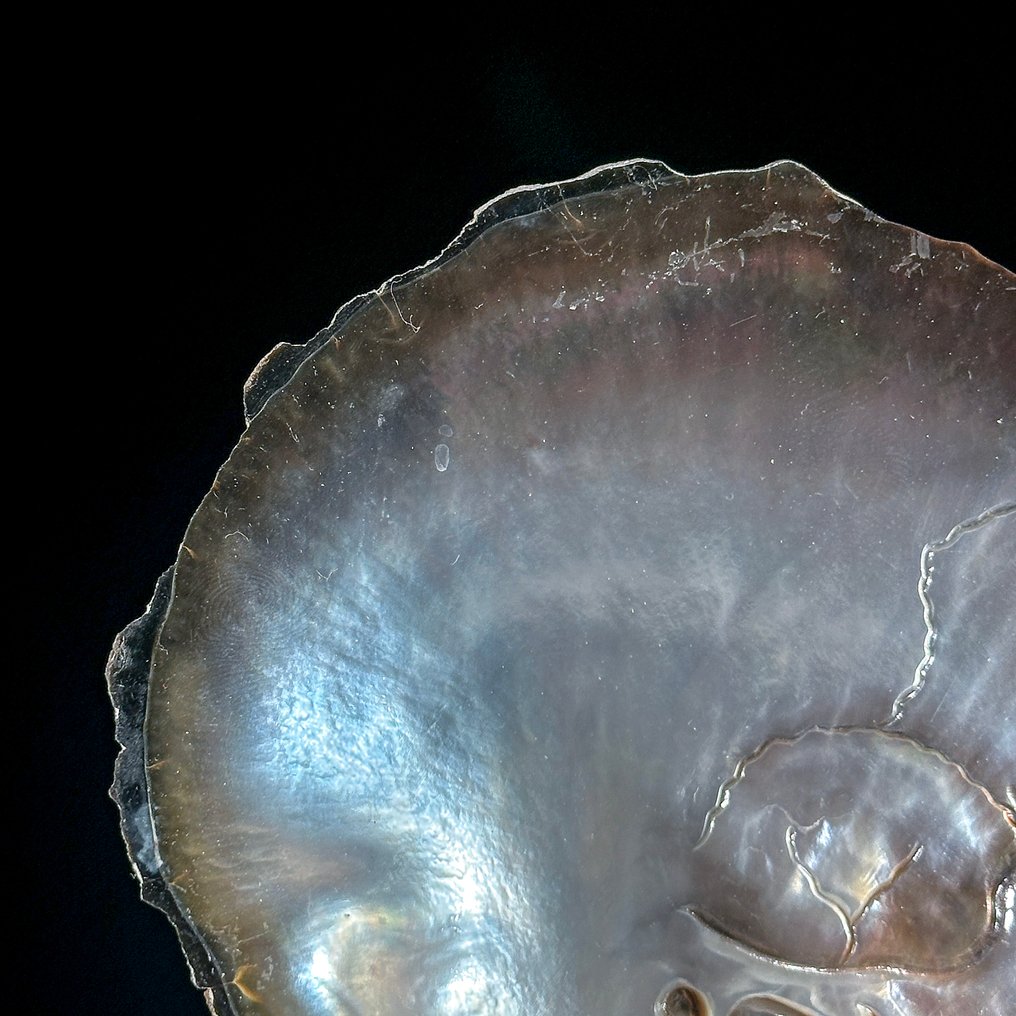 Intricately carved Mother of Pearl Shell - Human Skull Motif- Sea shell - Pinctada Maxima (No reserve price) #4.3