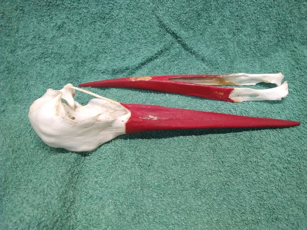 白鹳 頭骨 - Ciconia ciconia - 52 mm - 48 mm - 228 mm- 非《瀕臨絕種野生動植物國際貿易公約》物種 -  (1) #3.2