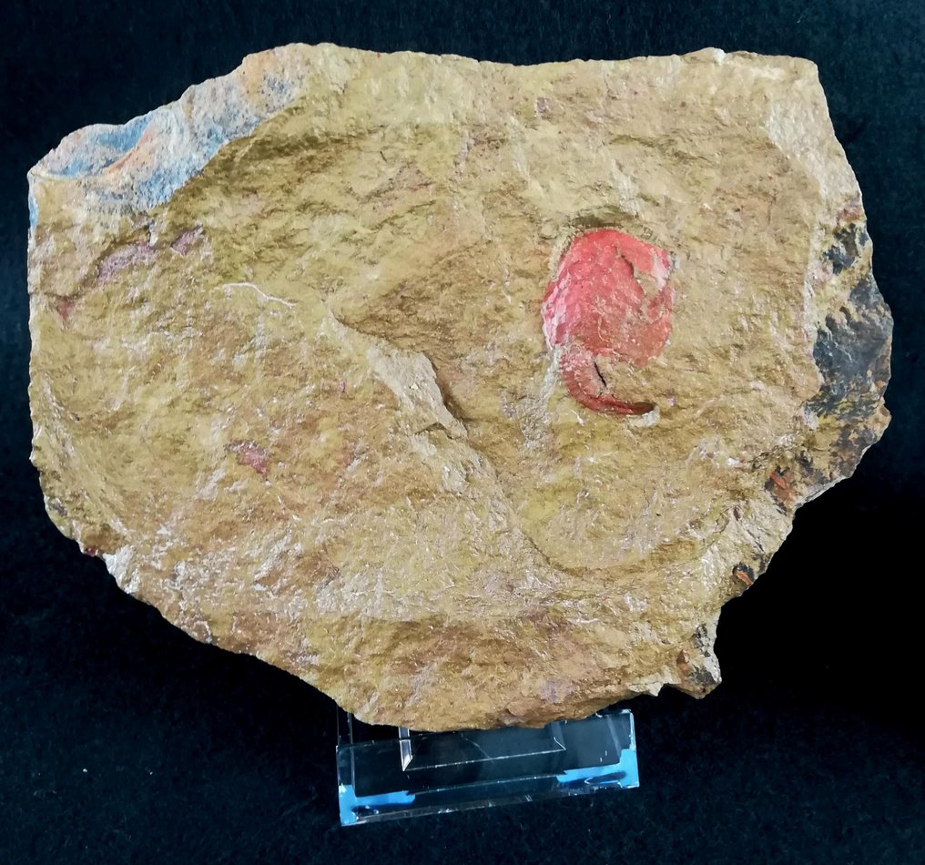 Primärt echinoderm - lösning!!! - Fossiliserat djur - Nimchacystis agterbosi (Dupichaud, C. et al., 2023) - 16.5 cm - 13 cm #4.3