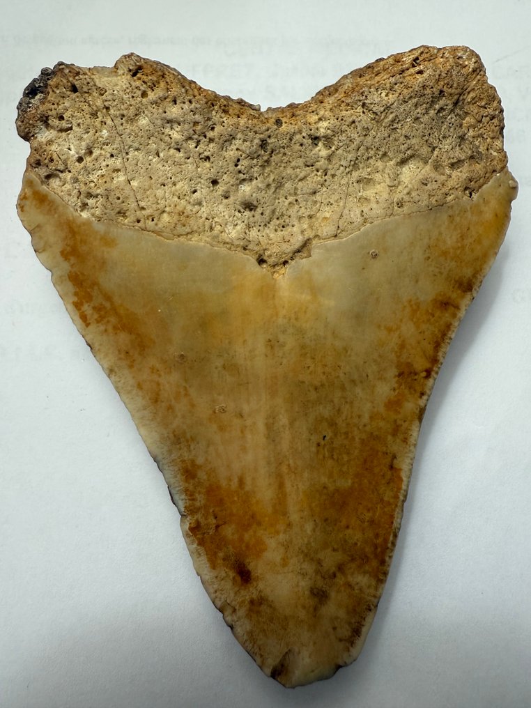 Fossil tand - 10 cm - 8 cm #1.0