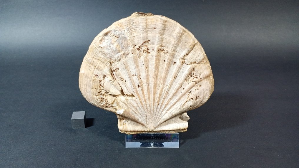 Bivalvo - Gefossiliseerde schelp - Pecten Benedictus - 9 cm - 9.7 cm (Zonder minimumprijs) #1.0