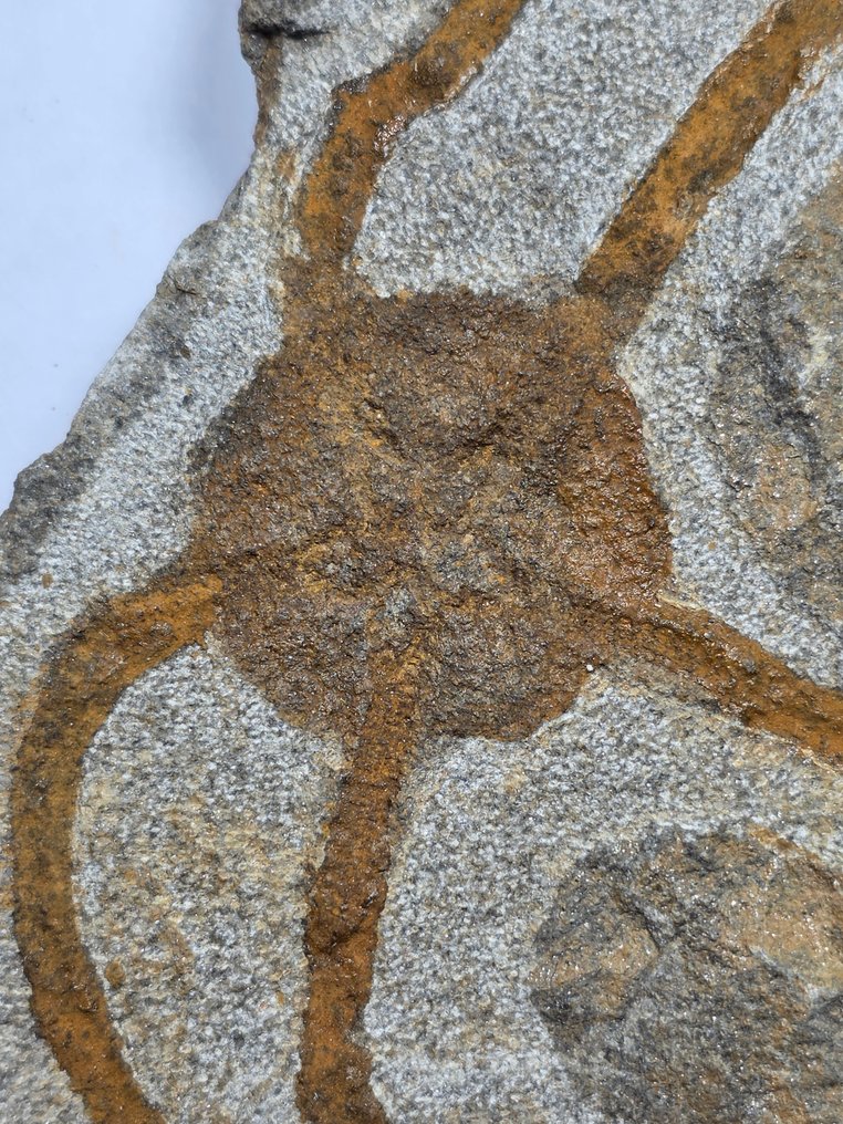 Crinoid - Fossilised animal - 17 cm (No reserve price) #2.1