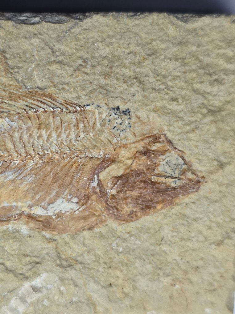Fossiliserat djur - fish - 8.5 cm (Utan reservationspris) #1.0