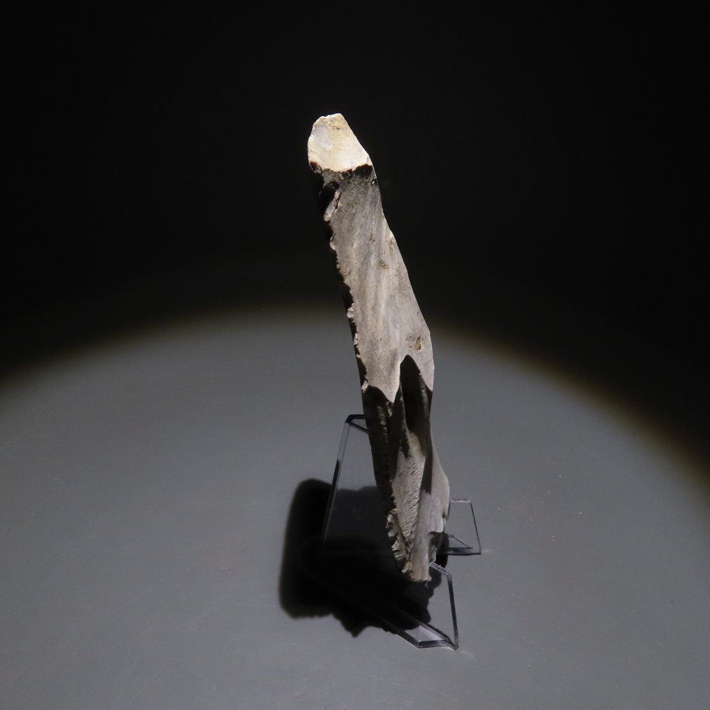 新石器時代 燧石 工具。Spiennes,公元前4500-3500年。高12厘米。西班牙进口许可证。 (沒有保留價) #2.1