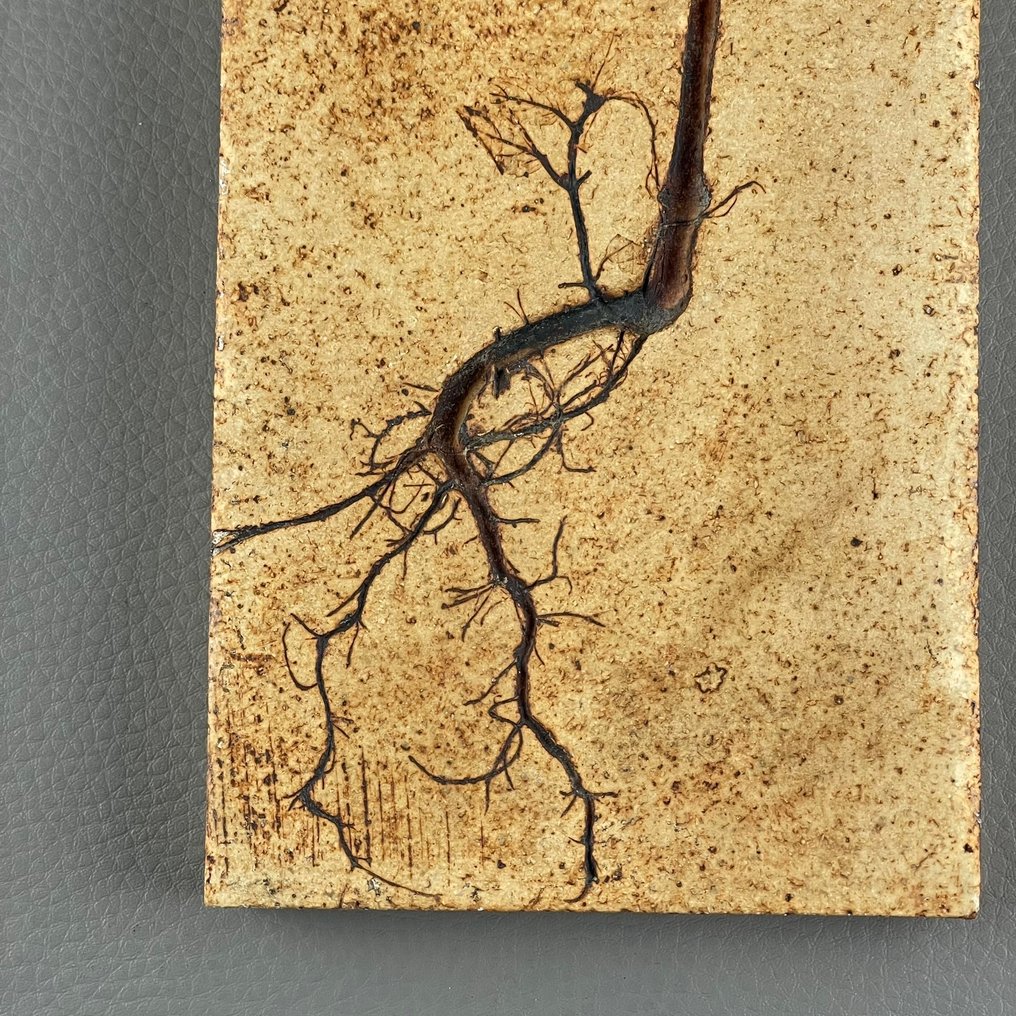 Mid-Century Modern Piastrella - Roger Capron - Mid-Century Modern - 1960-1970 - Piastrelle in gres Herbier  #2.1