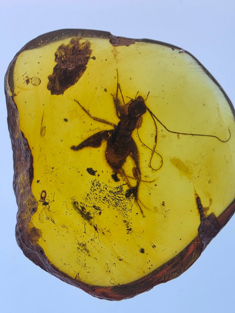 Ámbar birmano - Ámbar  (Sin precio de reserva) #1.0