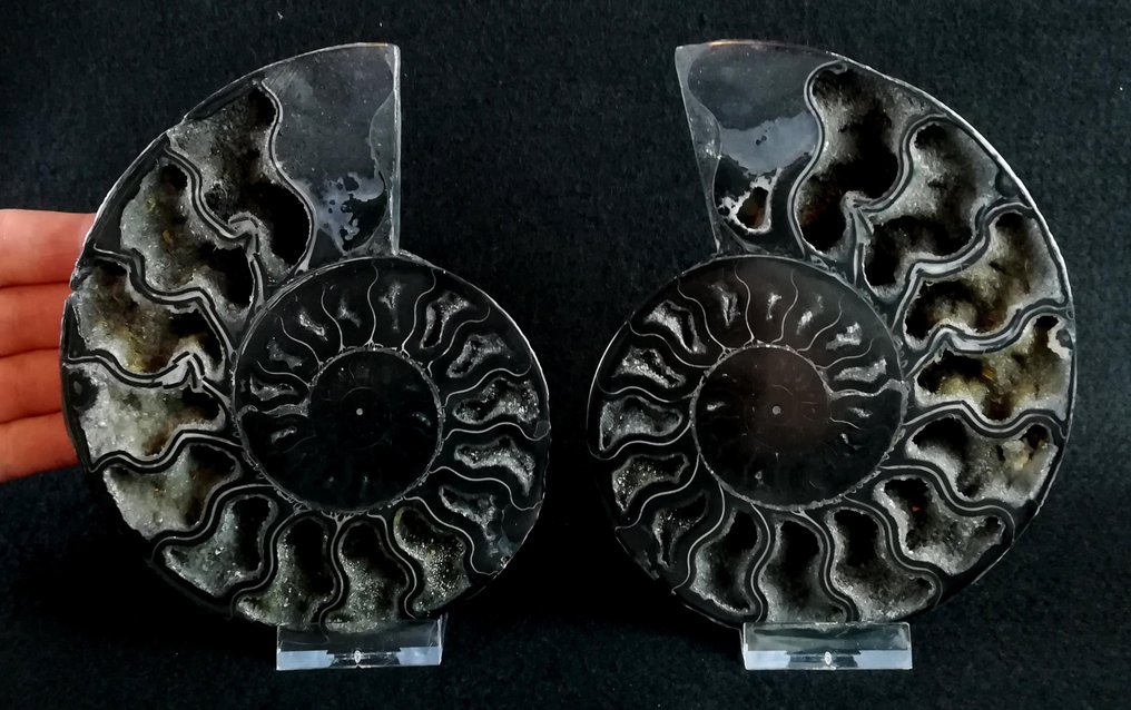Ammonite - Fossilised animal - Aioloceras (Cleoniceras) besairiei (Collignon 1949) - 15.3 cm - 12 cm #4.3