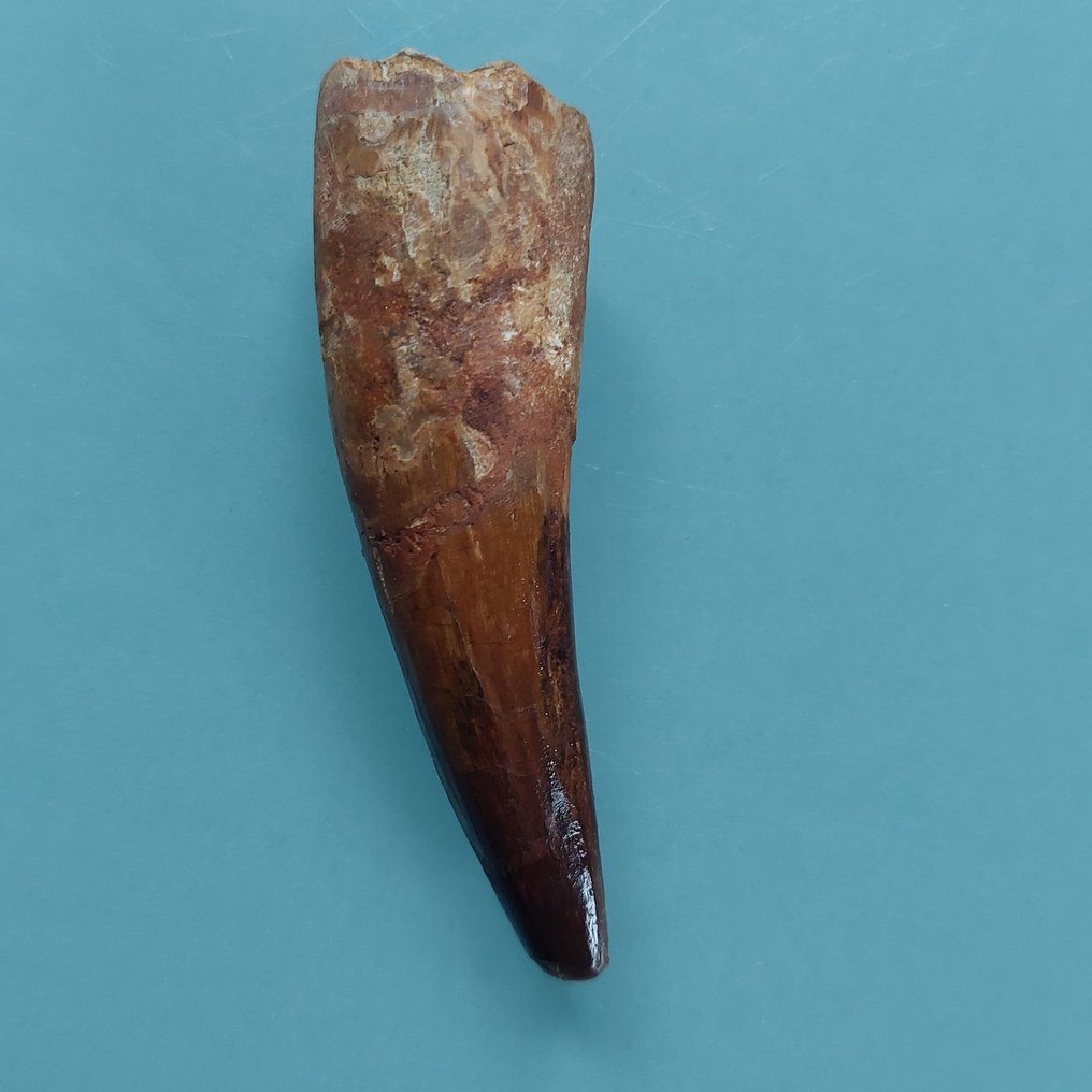 Dinosaur - Fossil tann - Spinosaurus aegyptiacus - 90 mm - 30 mm #3.2