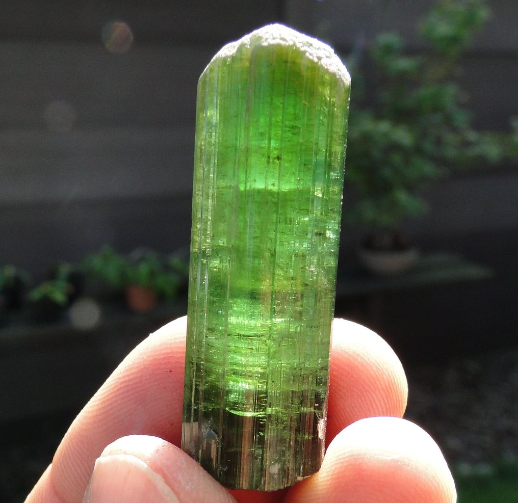 Tourmaline - Gem Green ELBAITE var. VERDELITE- 21.5 g #1.0