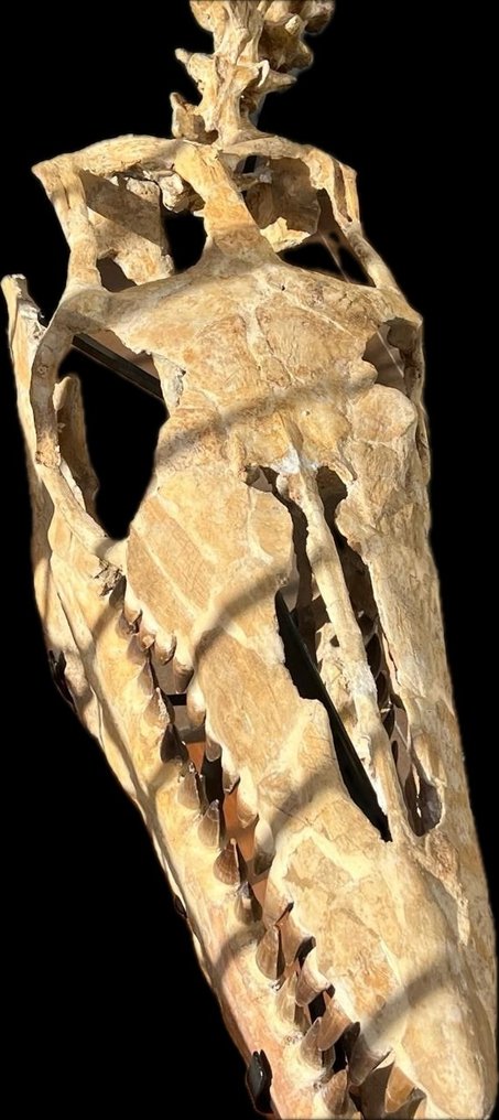 Marine reptile - Fossil skull - 135 cm - 80 cm #4.3