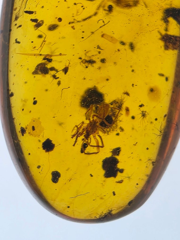 Chihlimbar birmanez - Chihlimbar - Ricinulei #1.0