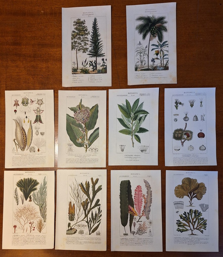 Pierre Jean Francois Turpin. Lot with 10 botanical plates - 1831 #1.0