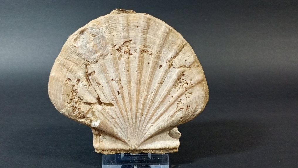 Bivalvo - Gefossiliseerde schelp - Pecten Benedictus - 9 cm - 9.7 cm (Zonder minimumprijs) #2.1