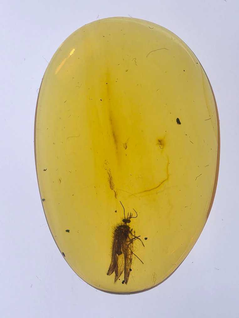 Chihlimbar birmanez - Chihlimbar  (Fără preț de rezervă) #1.0