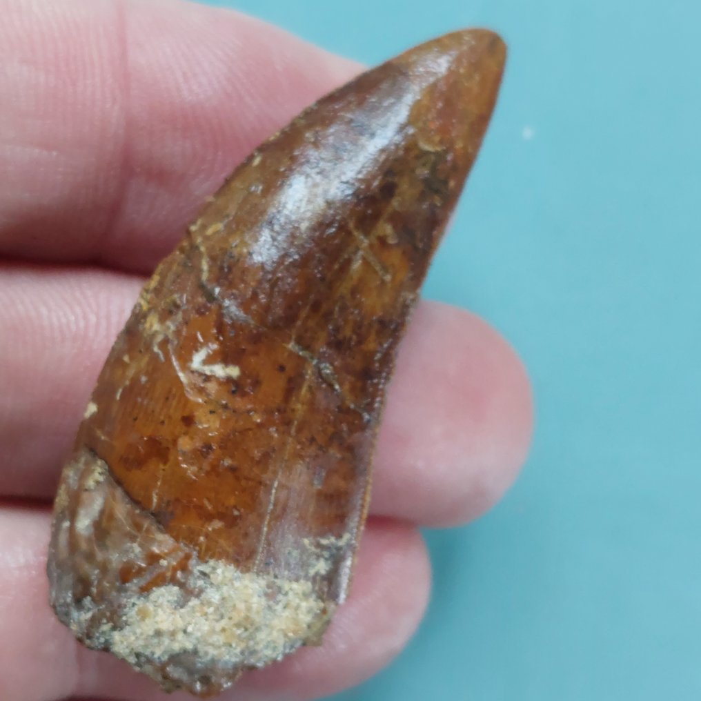 Dinosaurier - Fossiler Zahn - Carcharodontosaurus sp. - 55 mm - 22 mm #1.0