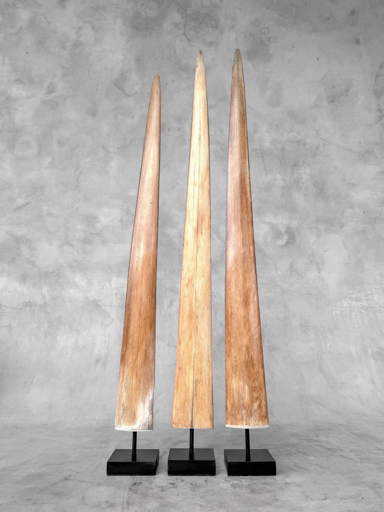 Χωρίς ελάχιστη τιμή - Σετ 3 ραμφών ξιφία σε βάθρα. Ρύγχος σε βάση - Xiphias Gladius - 74 cm - 7 cm - 7 cm- Είδη που δεν ανήκουν στο CITES #2.1