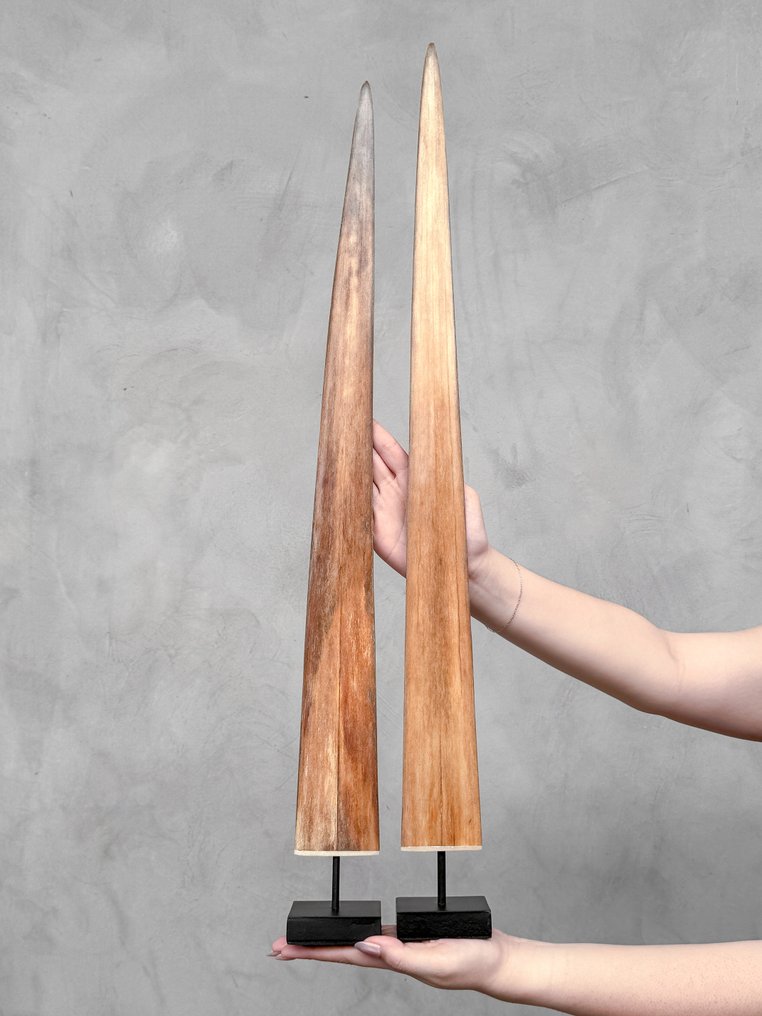 Χωρίς ελάχιστη τιμή - Ένα ζεύγος κέρατα ξιφία τοποθετημένα σε προσαρμοσμένες βάσεις. Ρύγχος σε βάση - Xiphias Gladius - 74 cm - 7 cm - 7 cm- Είδη που δεν ανήκουν στο CITES -  (2) #1.0