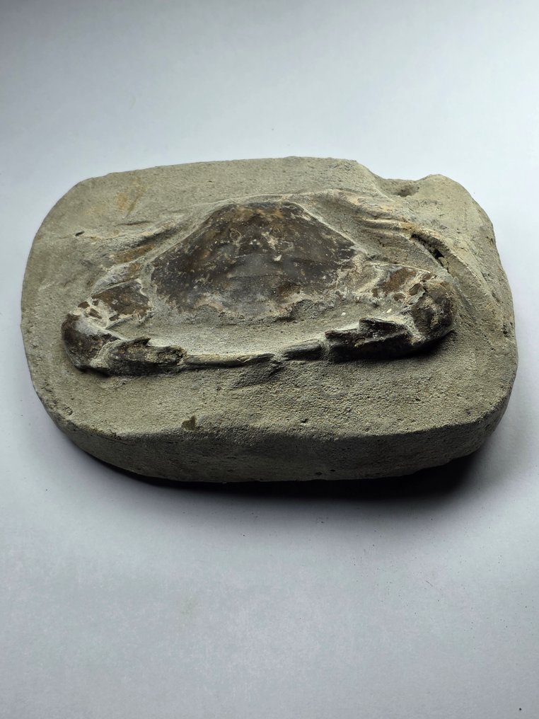 Crab - Fossilised animal - 12.5 cm  (No reserve price) #1.0