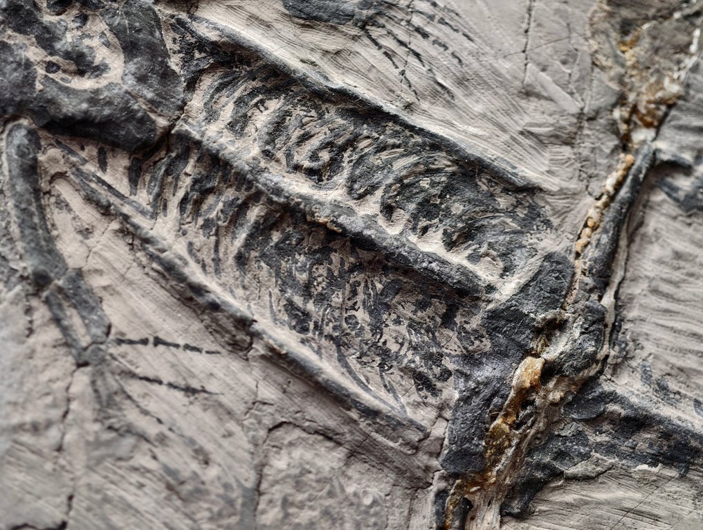 Um fóssil de esqueleto de Keichousaurus grávida. - Esqueleto fóssil #2.1