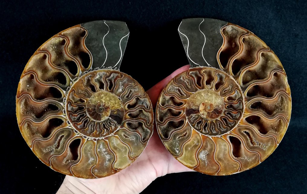 Ammonoid - Fossiliserat djur - Aioloceras (Cleoniceras) besairiei (Collignon 1949) - 17 cm - 14.5 cm #1.0