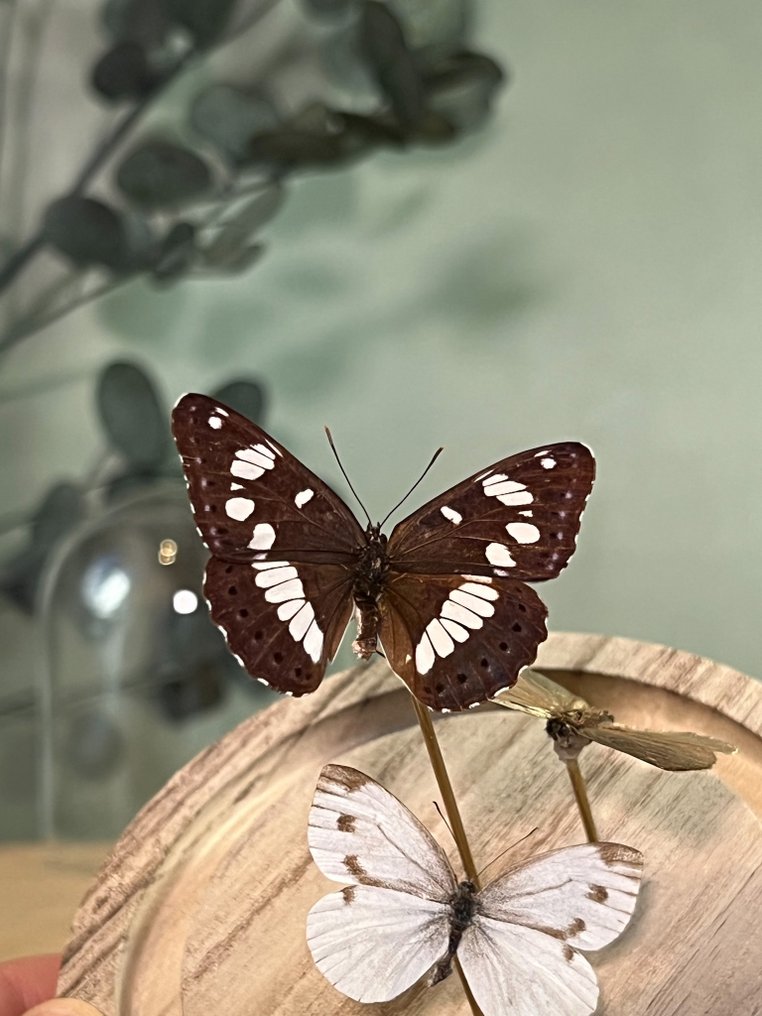 蝴蝶 动物标本剥制全身支架 - Sylvain azuré - Pieris Napi Napi - Petit sylvain doré - 16 cm - 12 cm - 12 cm - 非《濒危物种公约》物种 - 1 #4.3