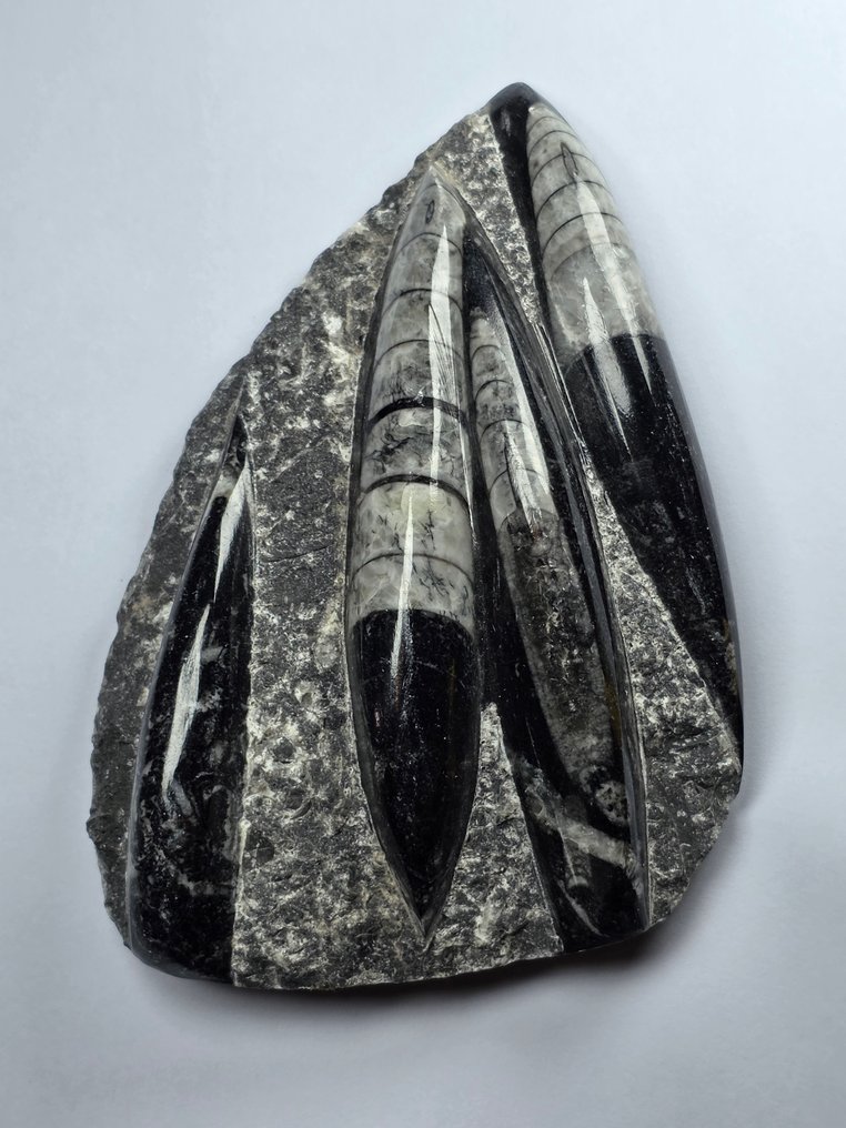 Orthoceras - Fossiliserat djur - 14.5 cm (Utan reservationspris) #1.0