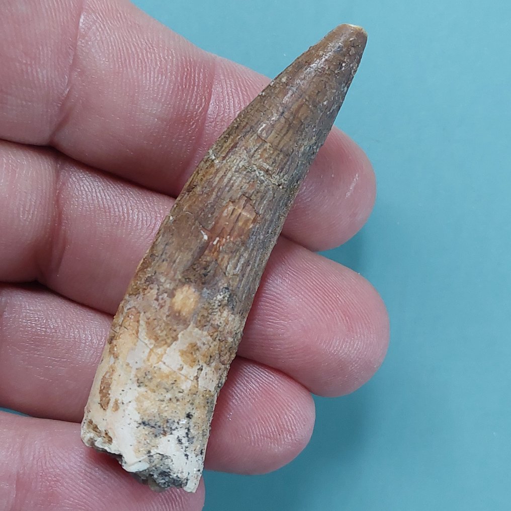 Dinoszaurusz - Fosszilis fog - Spinosaurus aegyptiacus - 68 mm - 18 mm (Nincs minimálár) #1.0