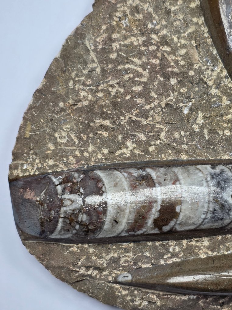 Orthoceras - Fossilised animal - 14.5 cm (No reserve price) #1.0