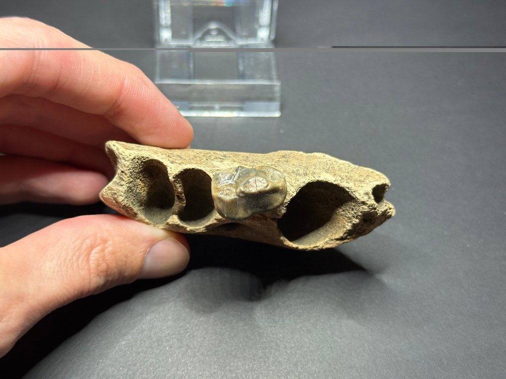 Hiena da caverna - Maxilar fossilizado - Crocuta spelaea #3.2