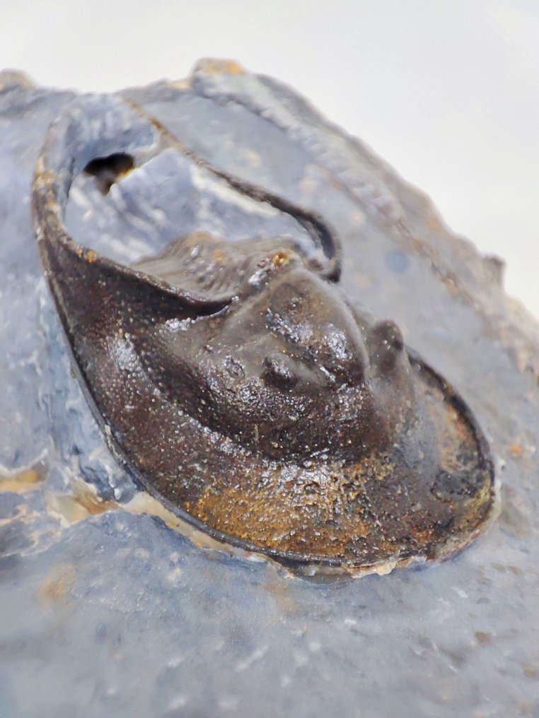 Fossiliserat djur - Linda Trilobite Harpetida (Utan reservationspris) #1.0