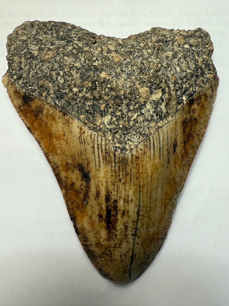 Fossil tand - 10 cm - 8 cm #1.0