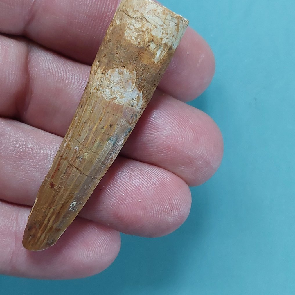 Dinosaur - Fossil tooth - Spinosaurus aegyptiacus - 62 mm - 18 mm (No reserve price) #1.0