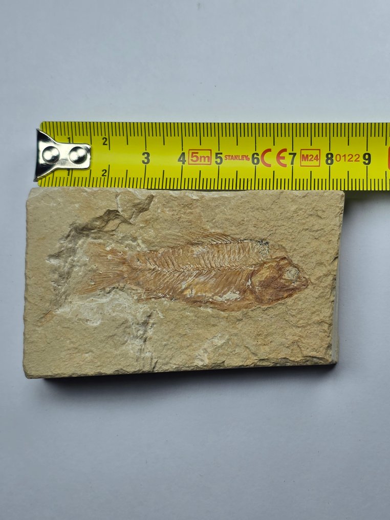Fossiliserat djur - fish - 8.5 cm (Utan reservationspris) #4.3